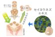 画像4: 肌活マテラマスク (4)